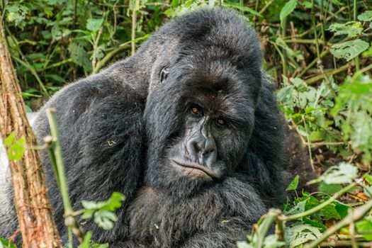 Starring Silverback Mountain gorilla in the Virunga National Park, Democratic Republic Of Congo.