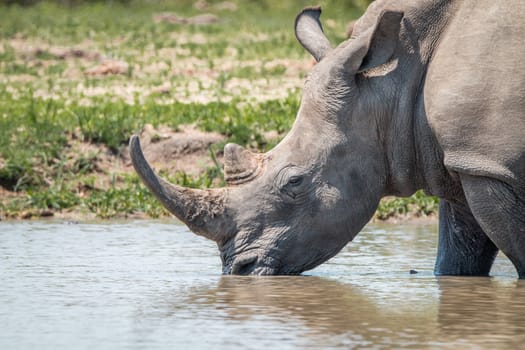 Drinking White rhino in the Kruger National Park, South Africa.