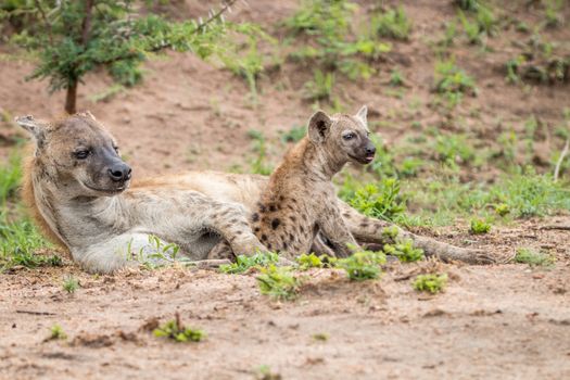 Spotted hyena mother with cub in the Kruger National Park, South Africa.