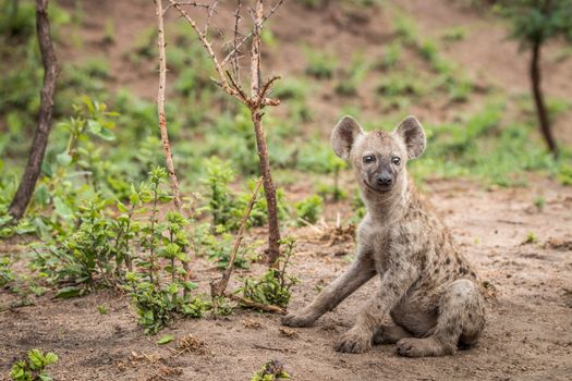 Starring Spotted hyena cub in the Kruger National Park, South Africa.