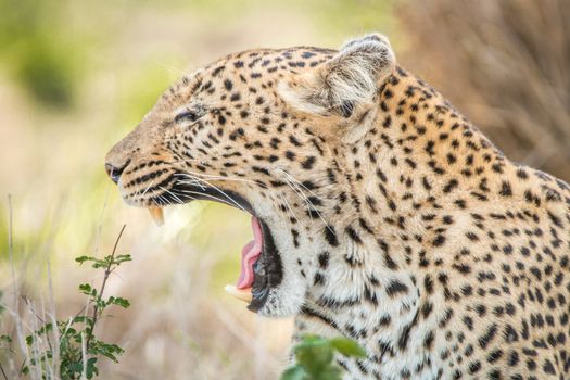 Yawning Leopard in the Kruger National Park, South Africa.