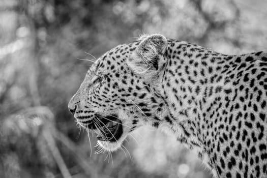 Side profile of a Leopard in black and white in the Kruger National Park, South Africa.