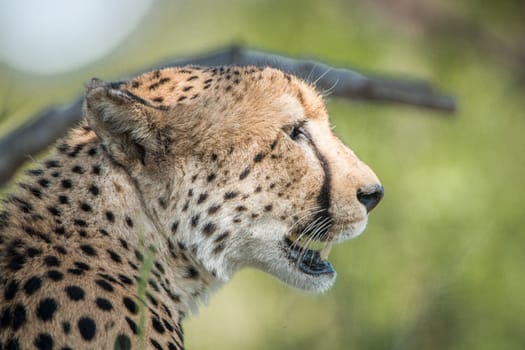 Side profile of a Cheetah in the Kruger National Park, South Africa.