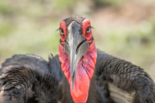 Starring Southern ground hornbill in the Kruger National Park, South Africa.