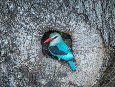 Woodland kingfisher in a hole in a tree in the Kruger National Park, South Africa.