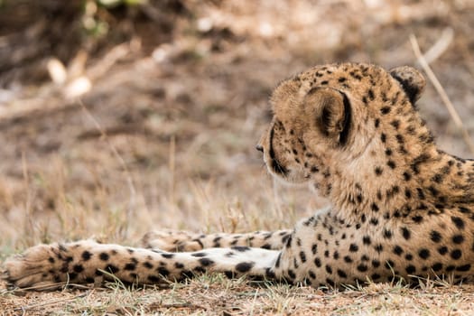 Back of a Cheetah in the Kruger National Park, South Africa.