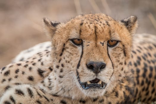 Starring Cheetah in the Kruger National Park, South Africa.