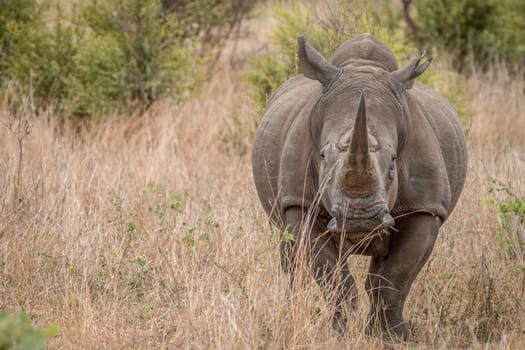 Starring White rhino in the Kruger National Park, South Africa.