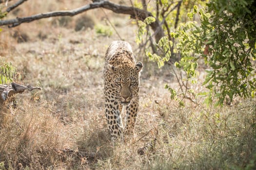 Leopard walking towards the camera in the Kruger National Park, South Africa.