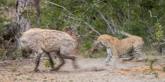 Leopard chasing away a Spotted hyena in the Kruger National Park, South Africa.