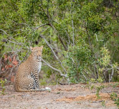 Sitting Leopard in the Kruger National Park, South Africa.