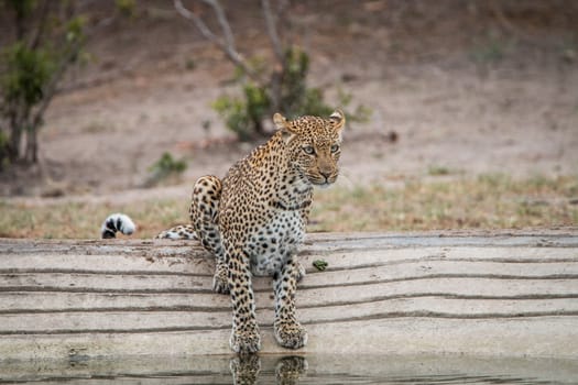 Leopard at a waterhole in the Kruger National Park, South Africa.