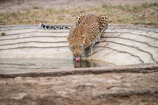 Drinking Leopard in the Kruger National Park, South Africa.