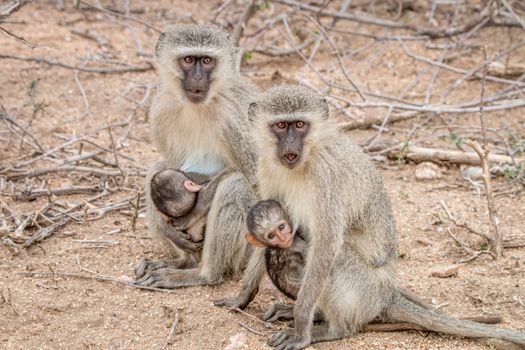 Two Vervet monkeys with two babies in the Kruger National Park, South Africa.