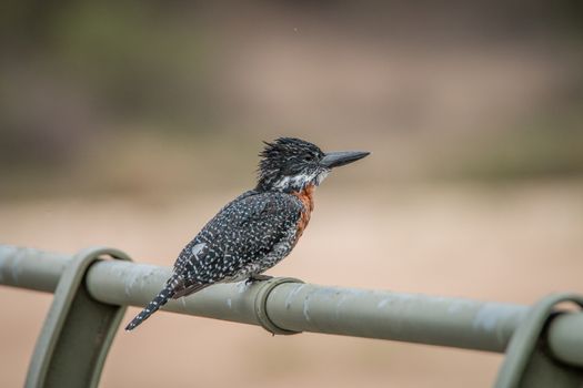 Giant kingfisher on a bridge in the Kruger National Park, South Africa.