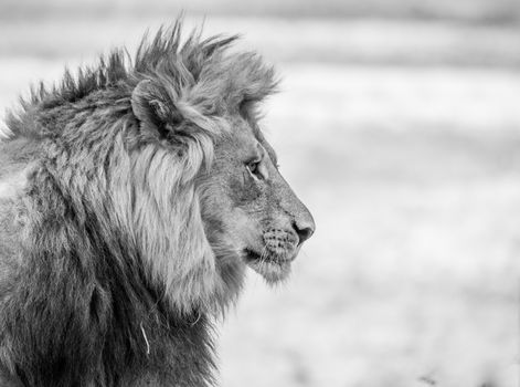 Side profile of a Lion in black and white in the Kruger National Park, South Africa.