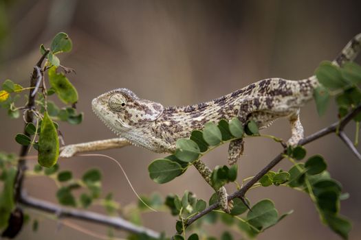 Flap-necked chameleon on a branch in the Selati Game Reserve, South Africa.