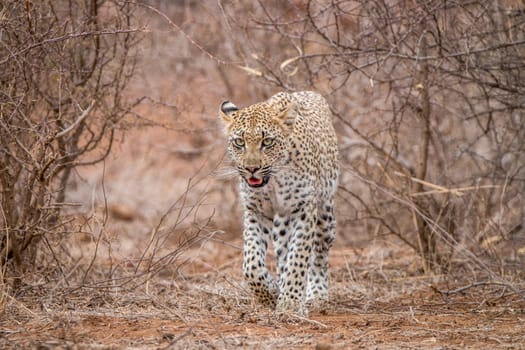 Leopard walking towards the camera in the Kruger National Park, South Africa.