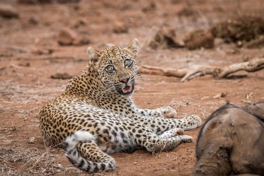 Leopard laying next to a baby Elephant carcass in the Kruger National Park, South Africa.