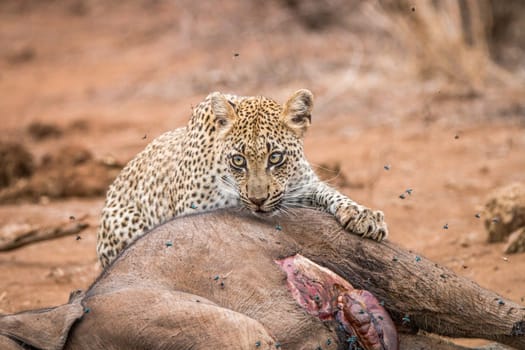 Leopard feeding from a baby Elephant carcass in the Kruger National Park, South Africa.