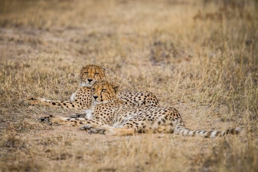 Two Cheetahs laying in the Selati Game Reserve, South Africa.