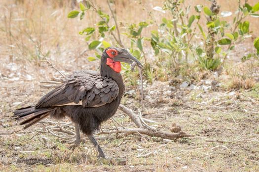 Southern ground hornbill with a Lizard in the Kruger National Park, South Africa.