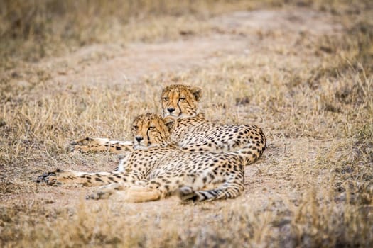 Two Cheetahs laying in the Selati Game Reserve, South Africa.