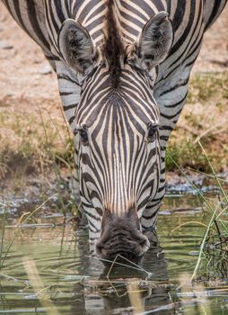 Drinking Zebra in the Kruger National Park, South Africa.