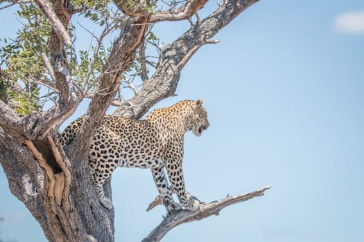 Leopard in a tree in the Kruger National Park, South Africa.