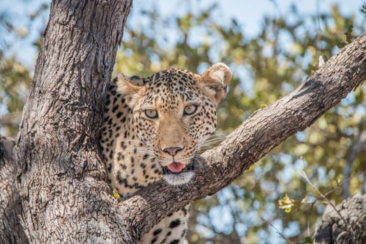 Leopard in a tree in the Kruger National Park, South Africa.