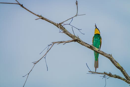 European bee-eater with a Bee in the Kruger National Park, South Africa.