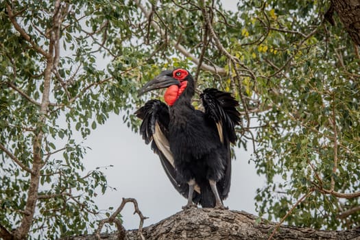 Southern ground hornbill in a tree in the Kruger National Park, South Africa.