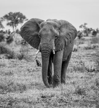 Elephant walking towards the camera in black and white in the Kruger National Park, South Africa.