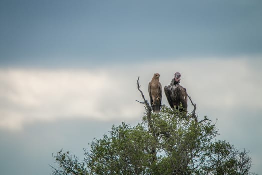 Tawny eagle and Lappet-faced vulture in a tree in the Kruger National Park, South Africa.
