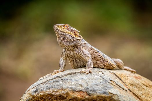 Bearded dragon on a rock, South Africa.