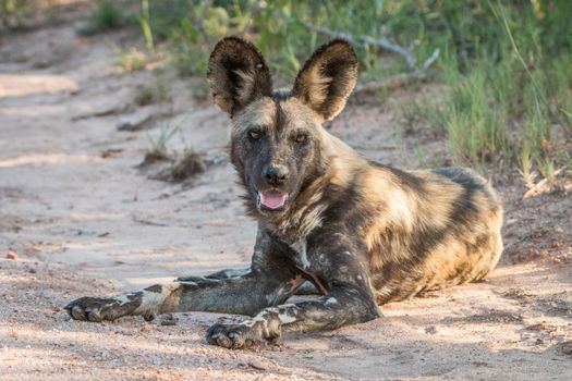 African wild dog laying on the road in the Kruger National Park, South Africa.