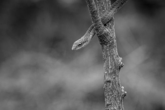 Green mamba on a branch in black and white, South Africa.