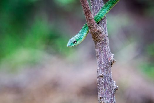 Green mamba on a branch, South Africa.