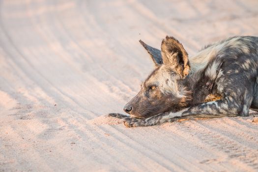 African wild dog laying on the road in the Kruger National Park, South Africa.