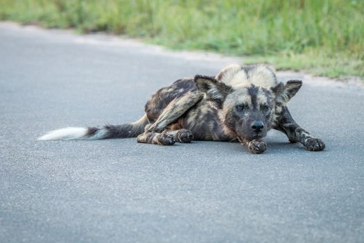 African wild dog laying on the road in the Kruger National Park, South Africa.