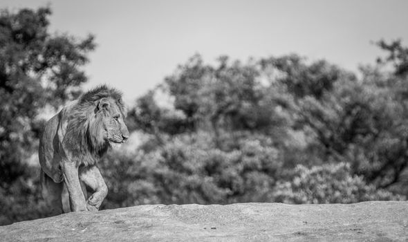 Lion on the rocks in black and white in the Kruger National Park, South Africa.