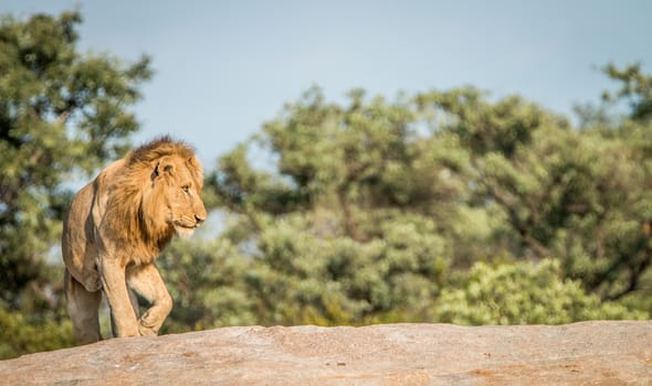 Lion on the rocks in the Kruger National Park, South Africa.