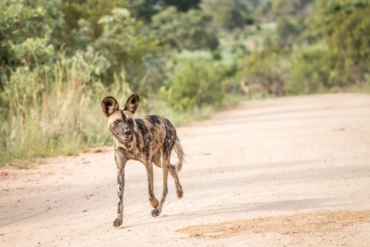 Running African wild dog in the Kruger National Park, South Africa.