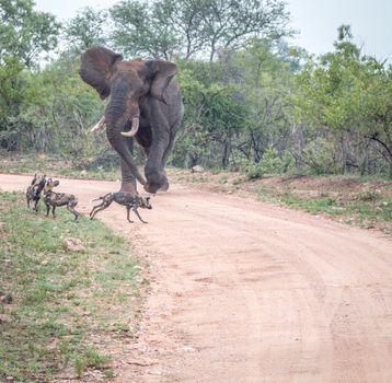 Elephant chasing away African wild dogs in the Kruger National Park, South Africa.