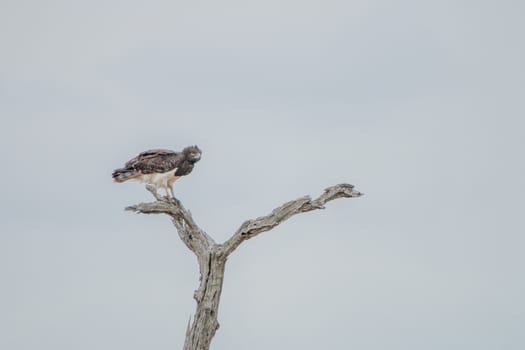 Tawny eagle in a tree in the Kruger National Park, South Africa.