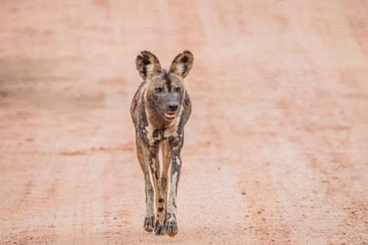 African wild dog walking towards the camera in the Kruger National Park, South Africa.