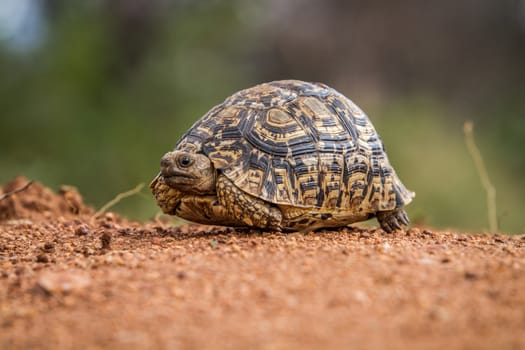 Leopard tortoise on the ground in the Selati Game Reserve, South Africa.