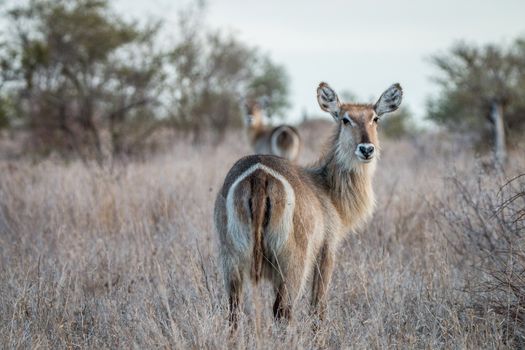 Starring Waterbucks in the Kruger National Park, South Africa.