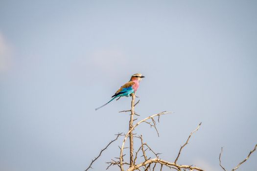 Lilac-breasted roller on a branch in the Kruger National Park, South Africa.