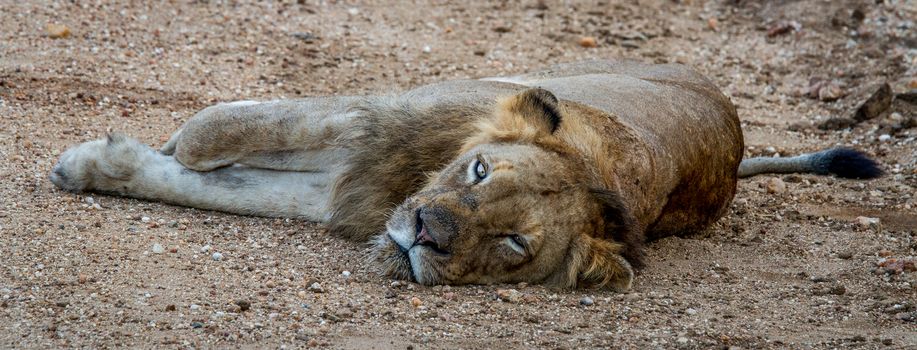 Laying Lion in the Kapama Game Reserve, South Africa.